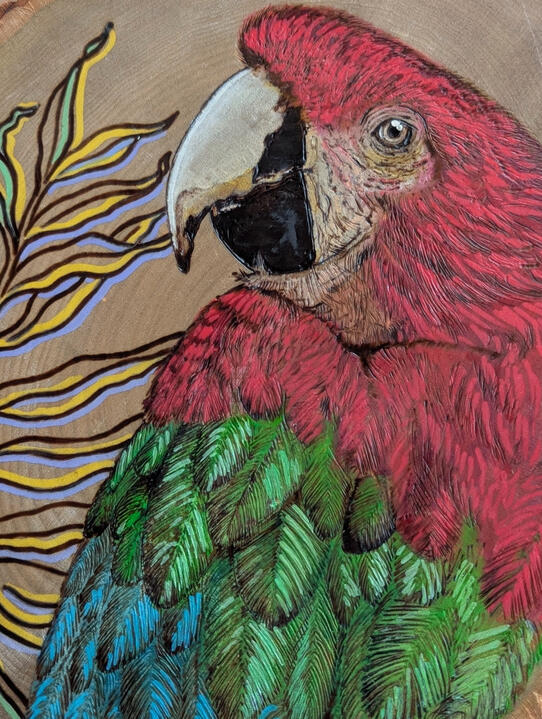 Freehand Macaw on Basswood